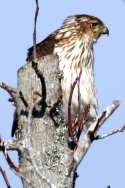 Cooper's Hawk