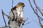 Cooper's Hawk