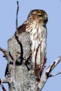 Cooper's Hawk