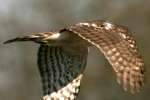 Cooper's Hawk