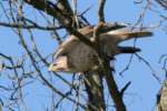 Red-tailed Hawk Juvenile