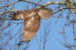 Red-tailed Hawk Juvenile