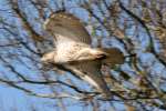 Red-tailed Hawk Juvenile