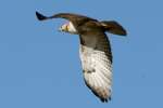 Red-tailed Hawk Juvenile