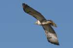 Red-tailed Hawk Juvenile