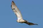 Red-tailed Hawk Juvenile