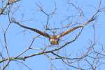 Red-tailed Hawk Juvenile