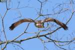 Red-tailed Hawk Juvenile