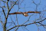 Red-tailed Hawk Juvenile