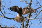 Red-tailed Hawk Juvenile