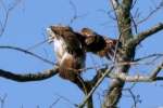 Red-tailed Hawk Juvenile