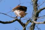 Red-tailed Hawk Juvenile