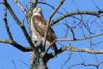 Red-tailed Hawk Juvenile