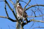 Red-tailed Hawk Juvenile