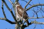 Red-tailed Hawk Juvenile