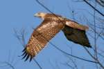 Red-tailed Hawk Juvenile