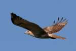 Red-tailed Hawk Juvenile