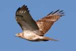 Red-tailed Hawk Juvenile