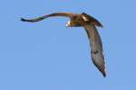 Red-tailed Hawk Juvenile