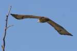 Red-tailed Hawk Juvenile