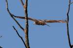 Red-tailed Hawk Juvenile