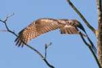 Red-tailed Hawk Juvenile