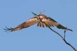 Red-tailed Hawk Juvenile