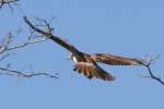 Red-tailed Hawk Juvenile