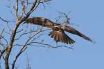 Red-tailed Hawk Juvenile