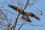 Red-tailed Hawk Juvenile