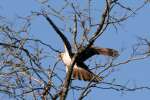 Red-tailed Hawk Juvenile