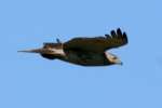 Red-tailed Hawk Juvenile