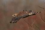 Red-shouldered Hawk