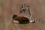 Red-shouldered Hawk