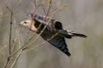 Red-shouldered Hawk