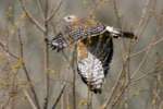Toledo Bend Birding Trail