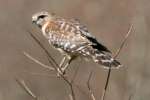 Red-shouldered Hawk