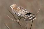 Red-shouldered Hawk