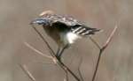 Red-shouldered Hawk