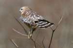 Red-shouldered Hawk