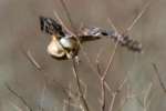 Red-shouldered Hawk