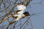 Red-tailed Hawk Juvenile