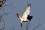 Red-tailed Hawk Juvenile