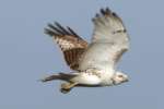 Red-tailed Hawk Juvenile