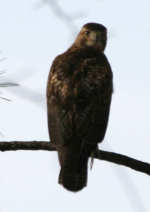 Red-tailed Hawk