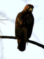 Red-tailed Hawk