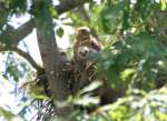 Red-shouldered Hawk's Nest