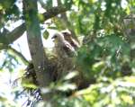 Red-shouldered Hawk's Nest