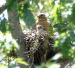 Red-shouldered Hawk's Nest