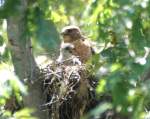 Red-shouldered Hawk's Nest